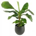 Bananenplant Musa dwarf cavendish XS kamerplant in esra green bloempot